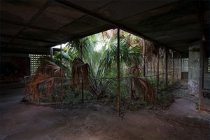 Cypress Knees Museum